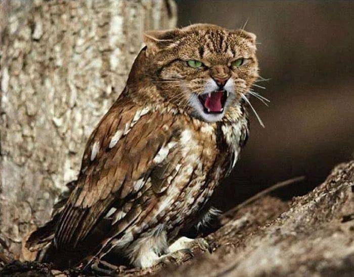 天津相声广播现世报现实版左牵黄右擎苍