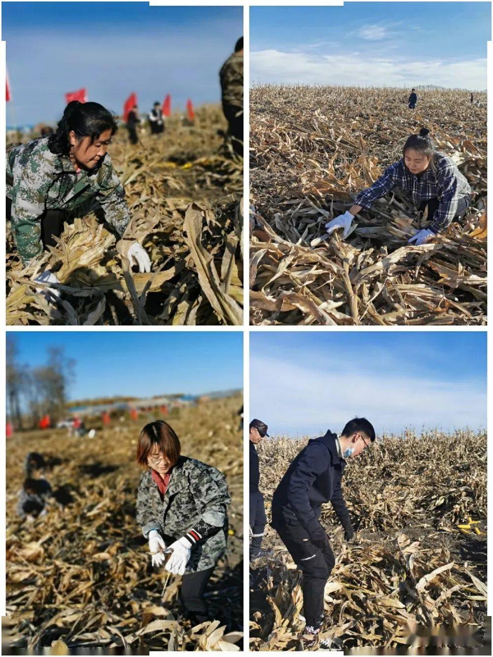 讷河长发:田间地头党员干部与群众 "战"在一起_长发镇