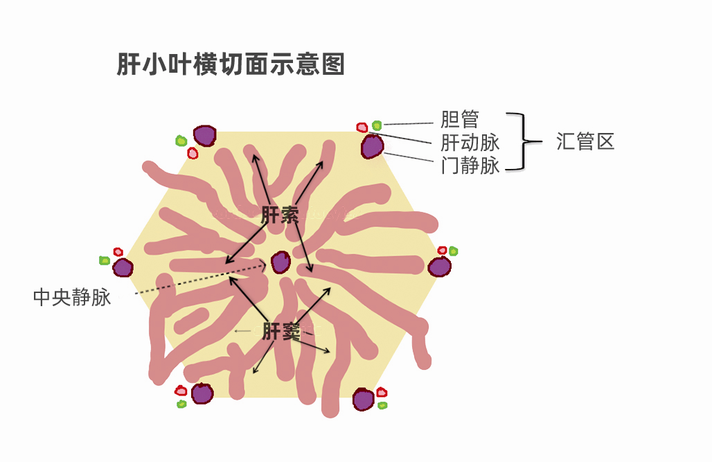 肝汇管区结构图片