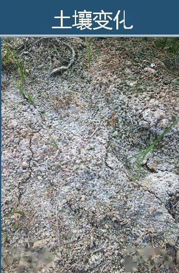 土壤都坏了,再不改,用再多的肥都是白瞎!