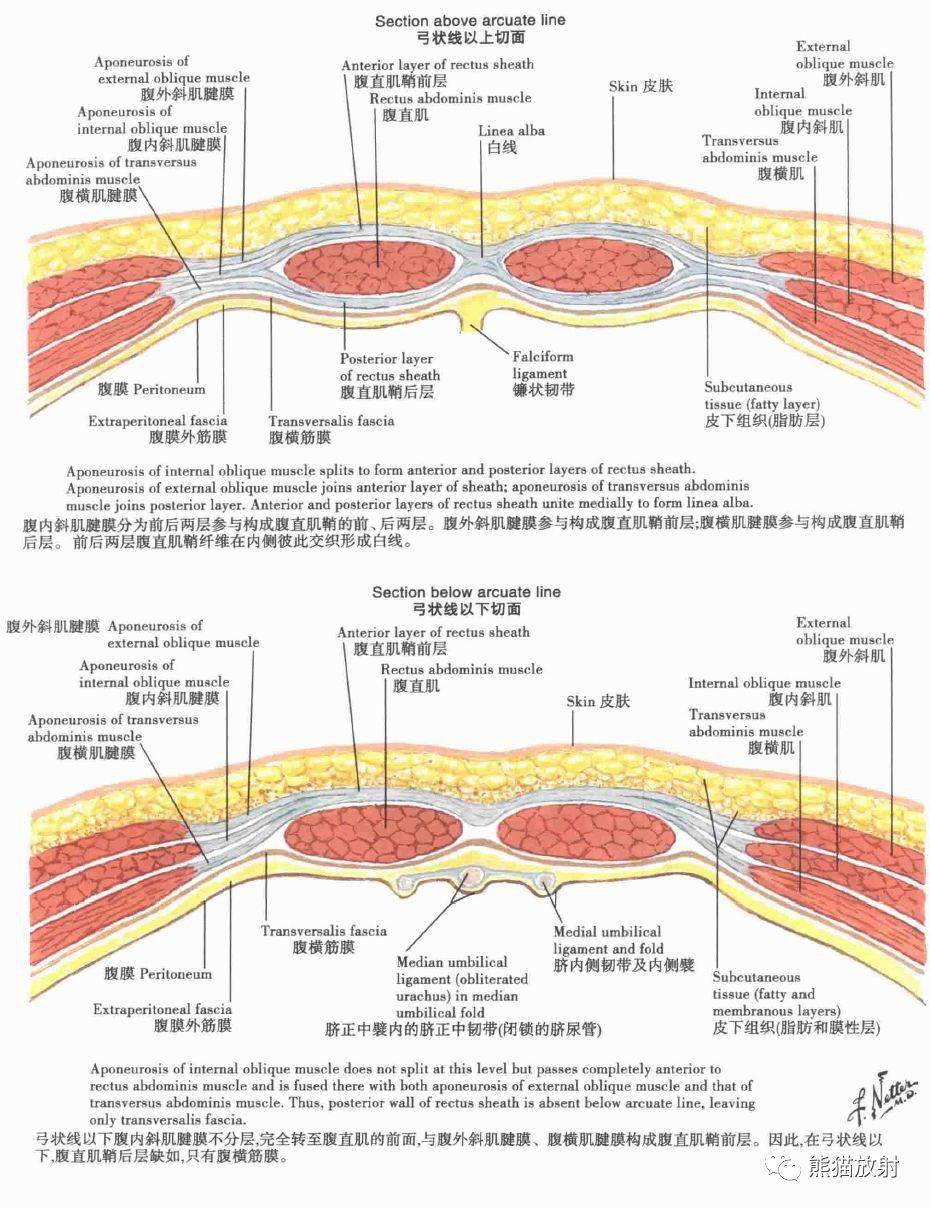 腹部结构层次图片