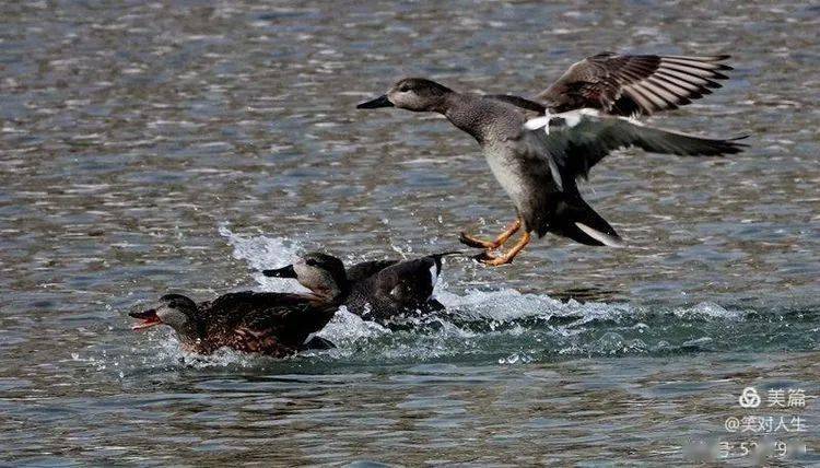 你追我赶赤膀母鸭能否逃婚成功