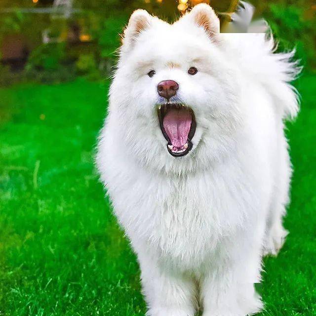 不是说萨摩是微笑天使吗我家这只怎么这么凶