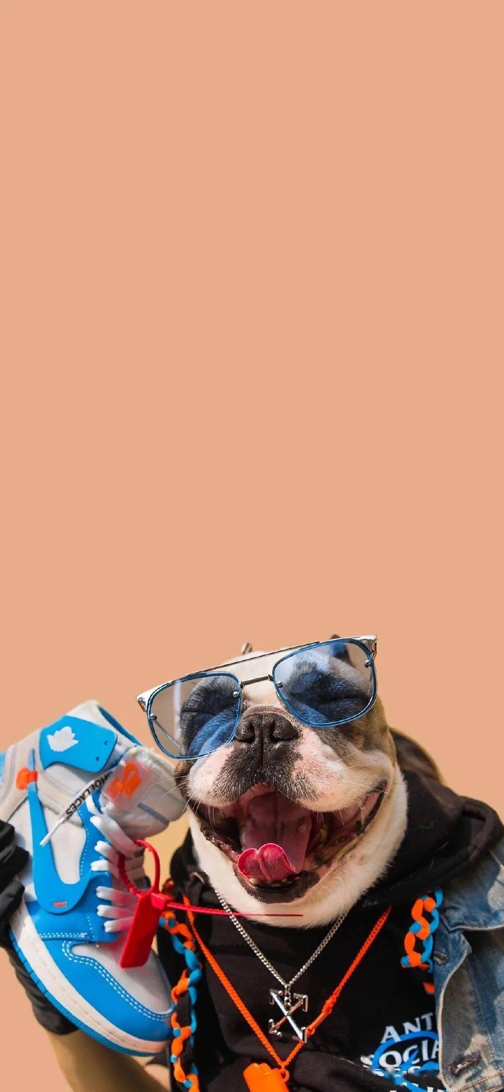 狗狗宠物壁纸 |哈士奇金毛柴犬柯基治愈萌宠可爱温暖手机桌面锁屏背景