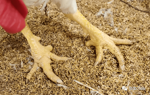 肉种鸡脚趾弯曲问题分析