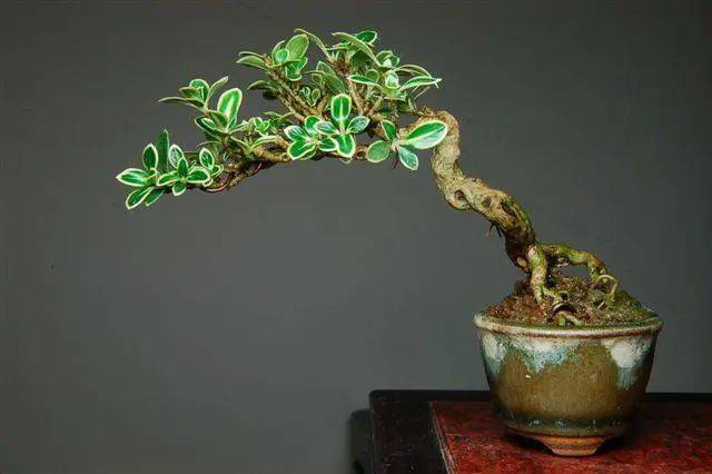 (图文)六月雪抱石式盆景的制作