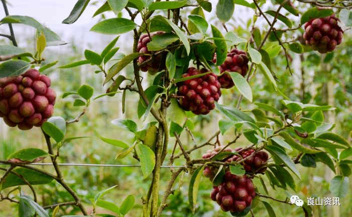 崀山七星桥试种出奇异鲜果今年预计创收