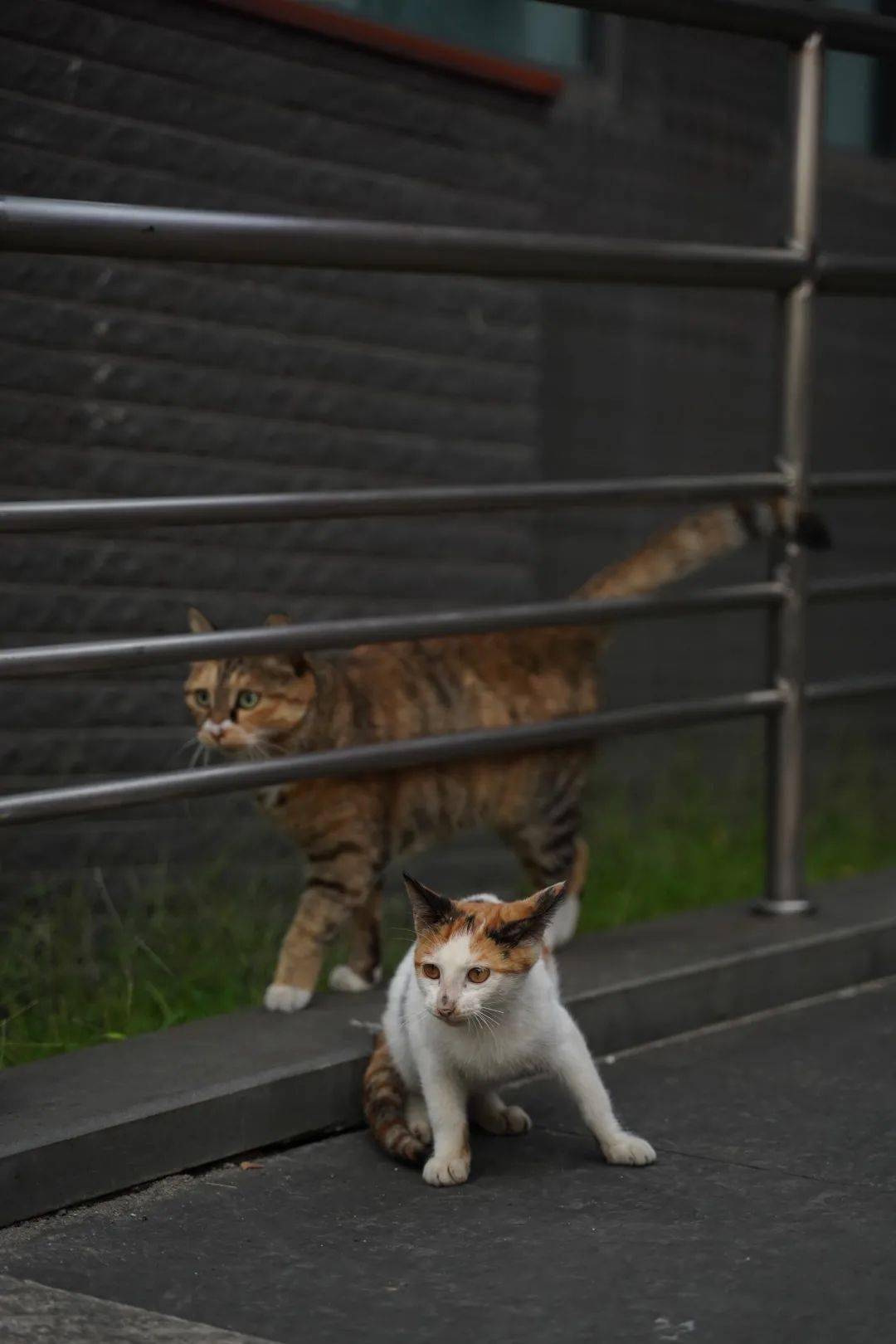 南大逸夫楼猫咪图片