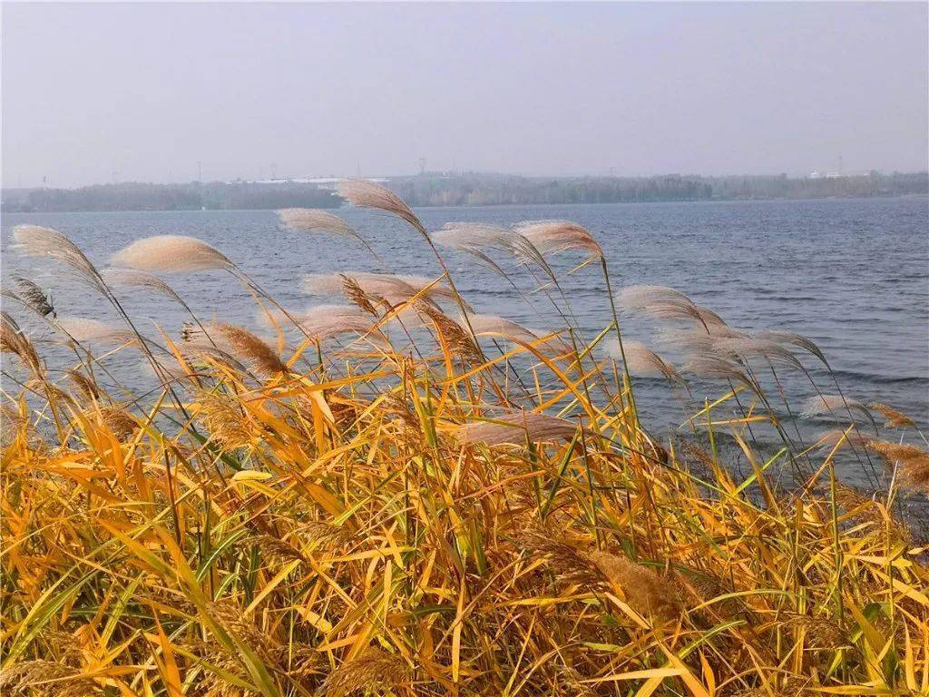 临沂汤河湿地公园图片