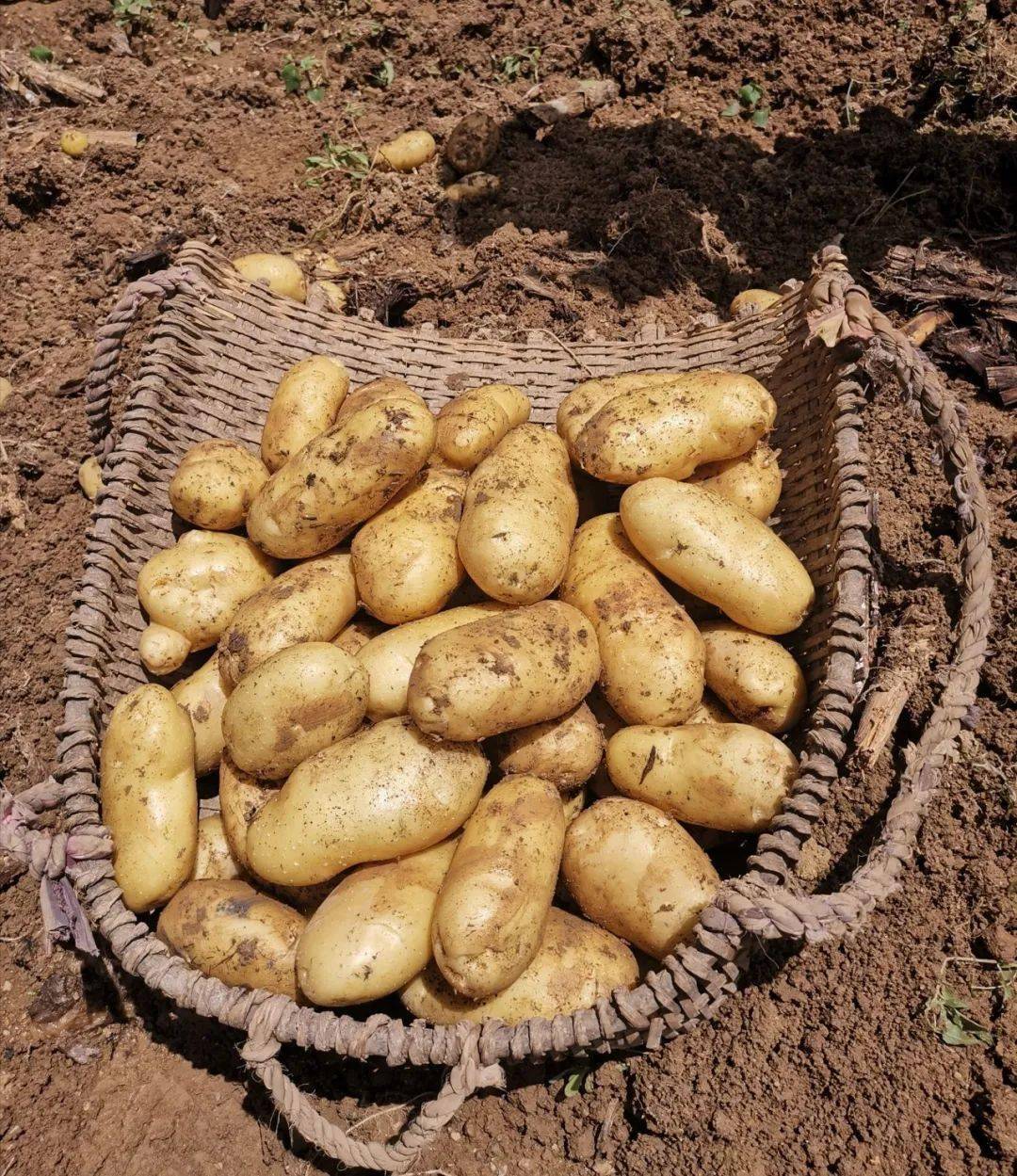 巫溪洋芋先后获得重庆市无公害马铃薯产地县认定和无公害农产品认证