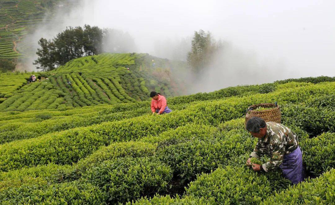 寿宁高山茶:一片叶子造福一方百姓_茶叶