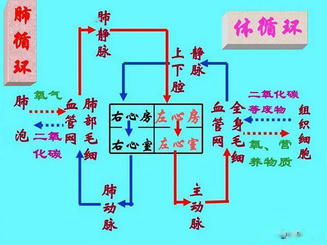 也就是说左心衰竭时我们的肺循环(血流方向是右心房→右心室→肺动脉