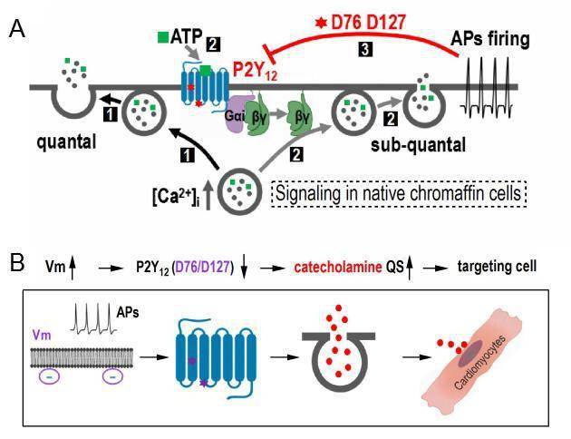 敏感性薛磊团队揭示bdnf在兴奋性突触传递中的逆向调控机制阅读链接