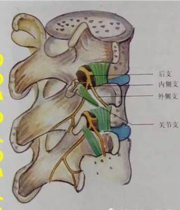 恼人的疼痛梨状肌损伤综合征