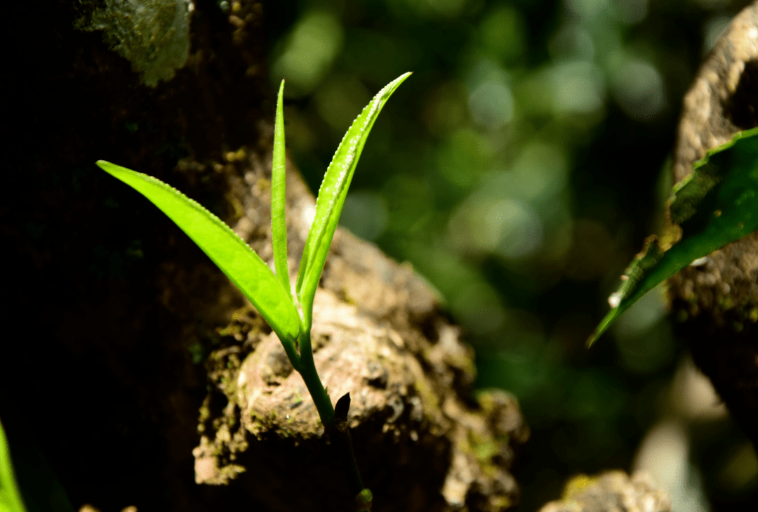 百年古树茶还能火多久?