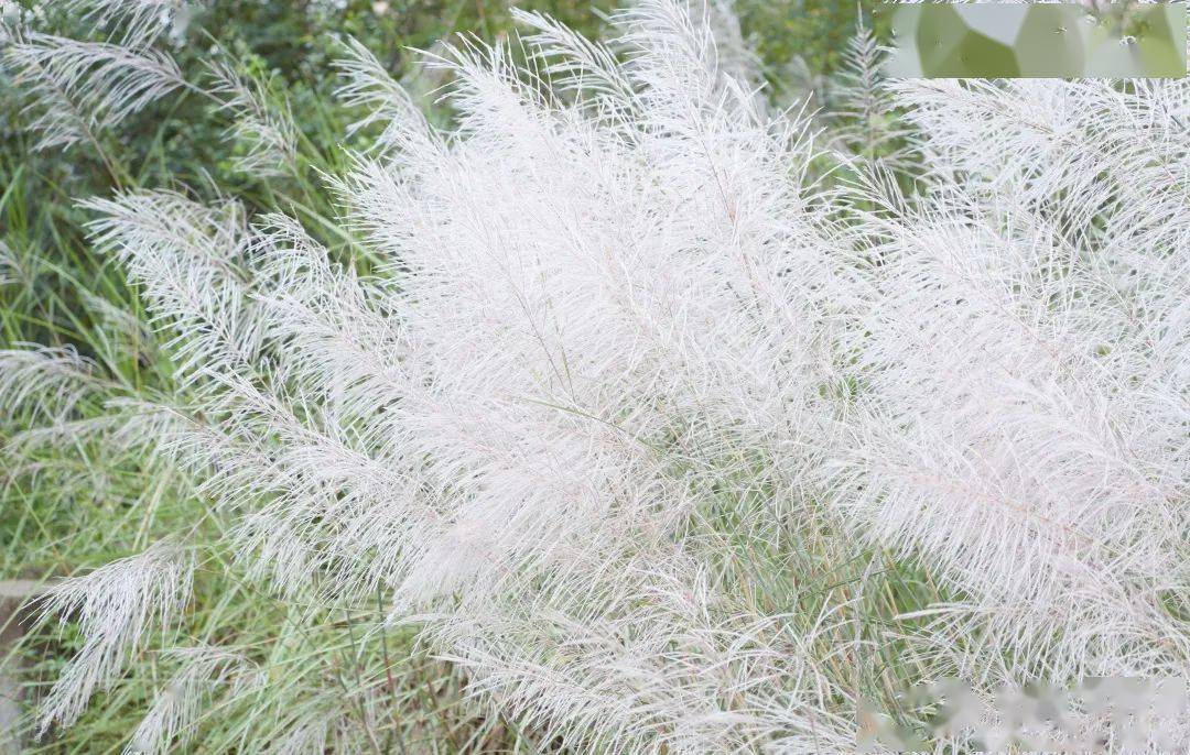 摄观遂宁芦苇美我所欲也