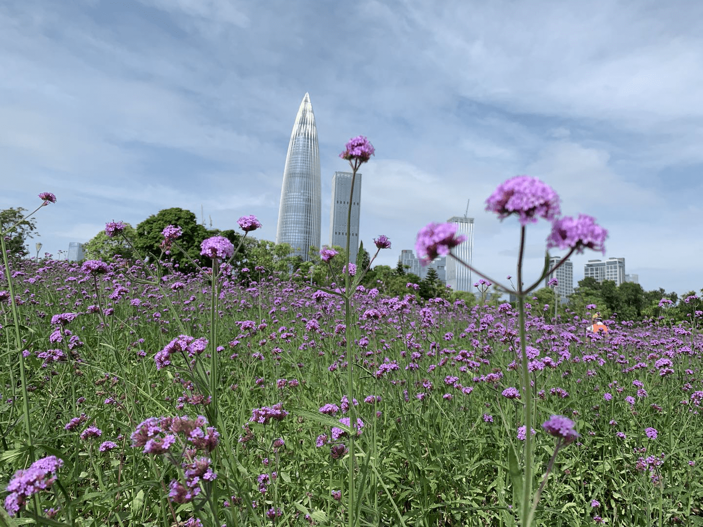 深圳湾公园流花山花海图片