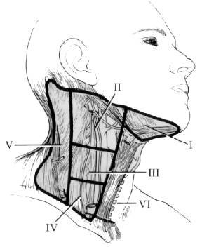 space咽後間隙retropharyngeal space頸動脈間隙carotid space頸部