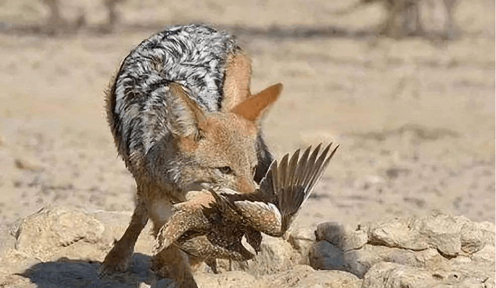 猎物一候豺乃祭兽俯咸虫蛰候三落黄木草候二一候豺乃祭兽霜降三候霜降