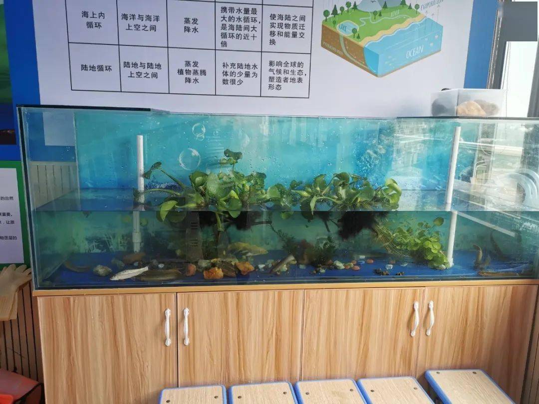 微型生态系统小小鱼缸大学问