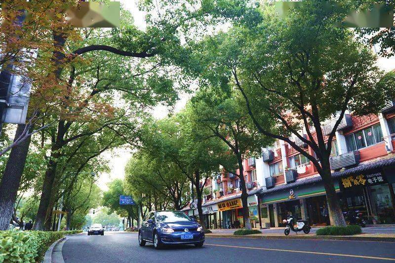 我想告诉你关于香樟之城的秘密