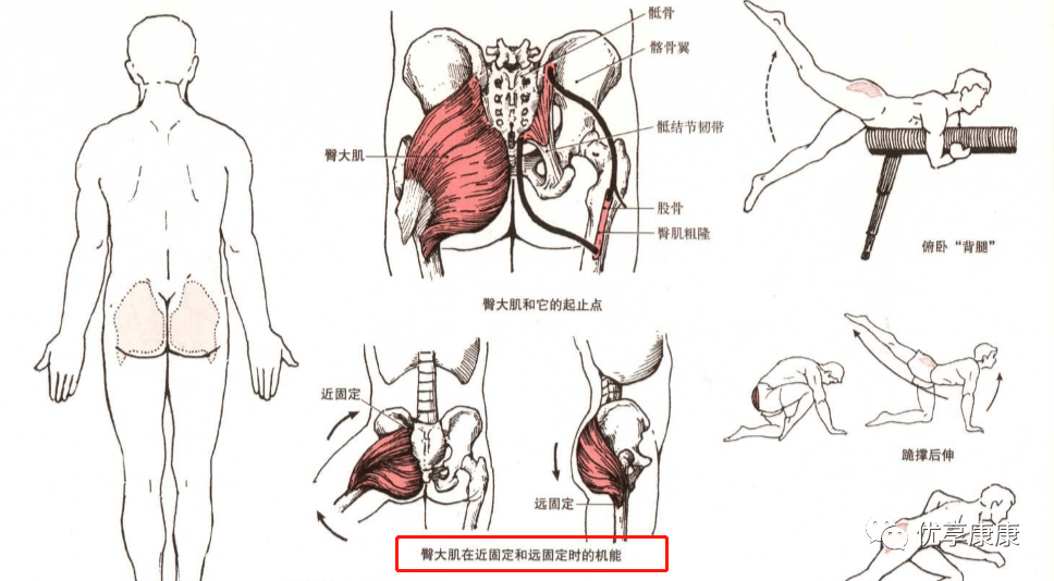 臀大肌功能解剖图片