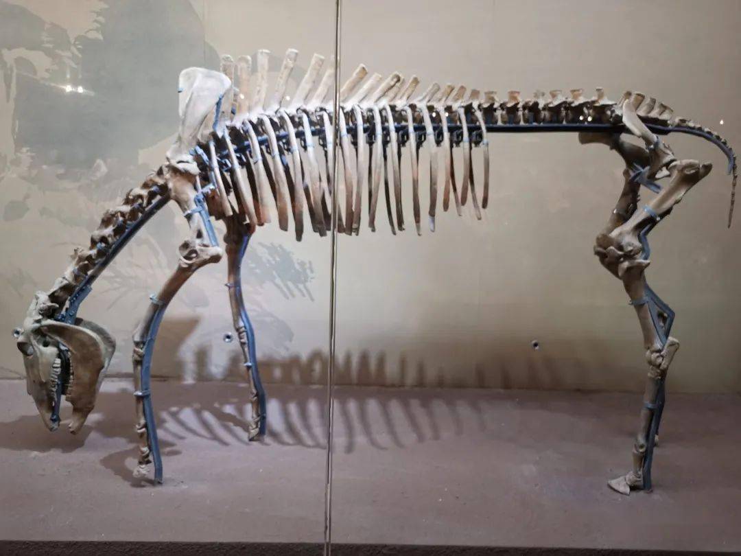 鬣狗骨架图片