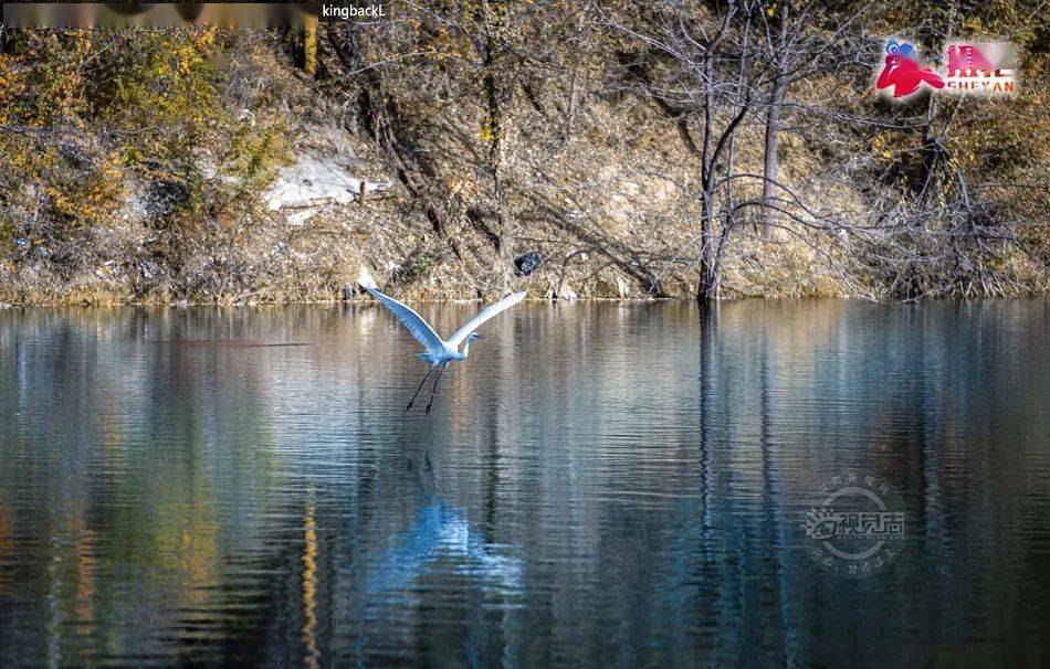 南庄水库白鹭舞蹁跹