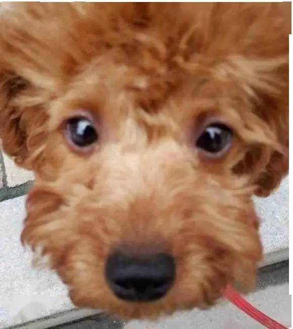 买了条泰迪没断尾怀疑是不是串了网友你确定这不是猴子