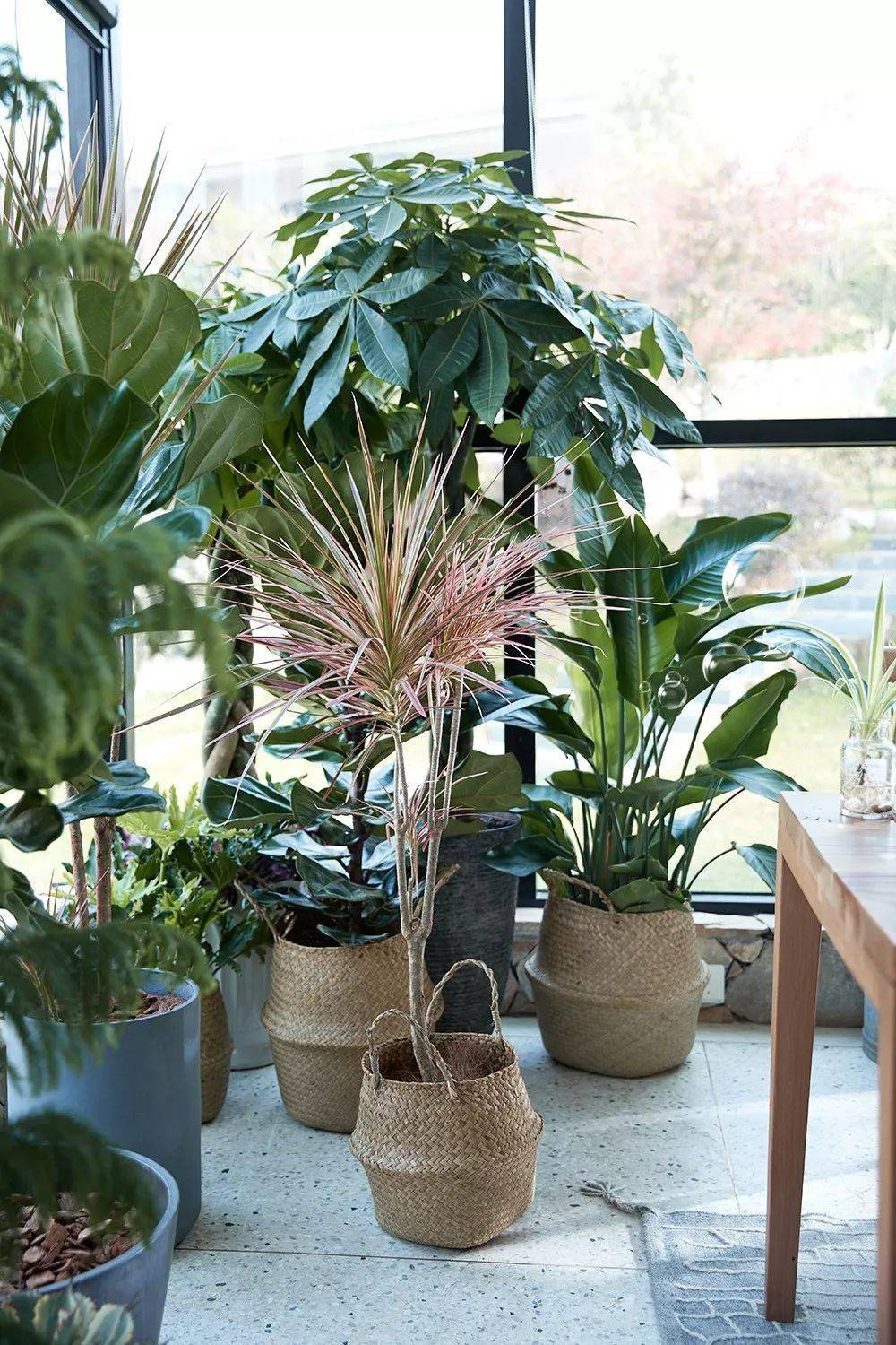 冬天家里这3类绿植,白送都不能养,小心踩坑!