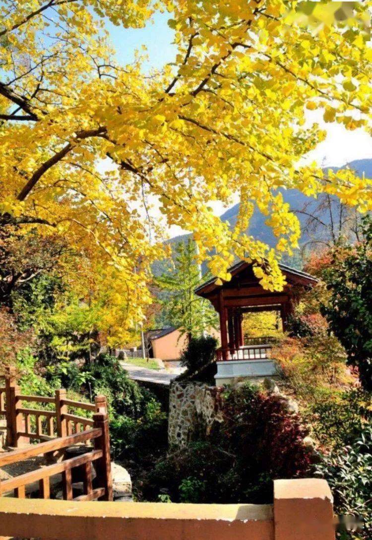 11月8日:金秋赏黄,穿越六八古道-游览长兴十里银杏长廊景区活动报名的