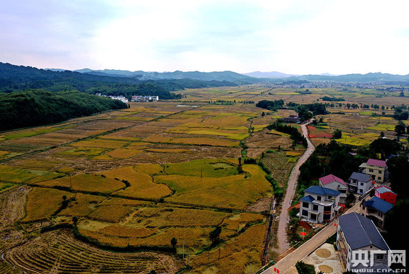 江山多娇色彩篇江西万年贡谷稻田如画美