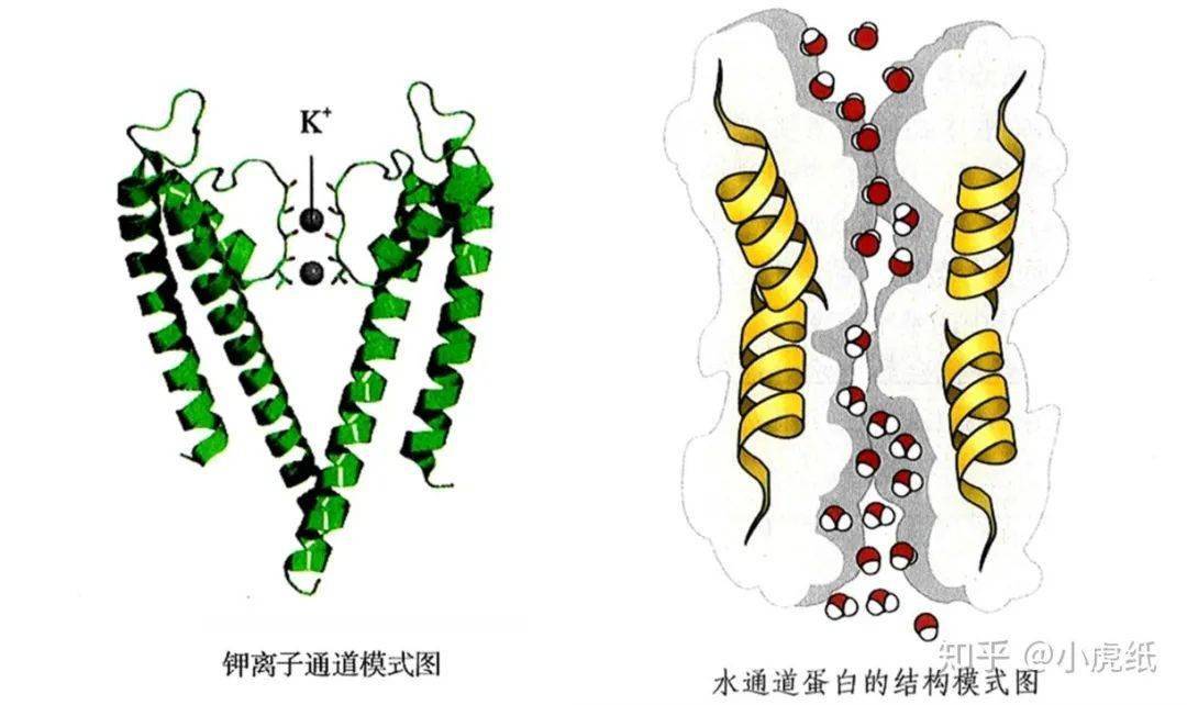 高中生物中的转运蛋白载体蛋白通道蛋白怎么区分