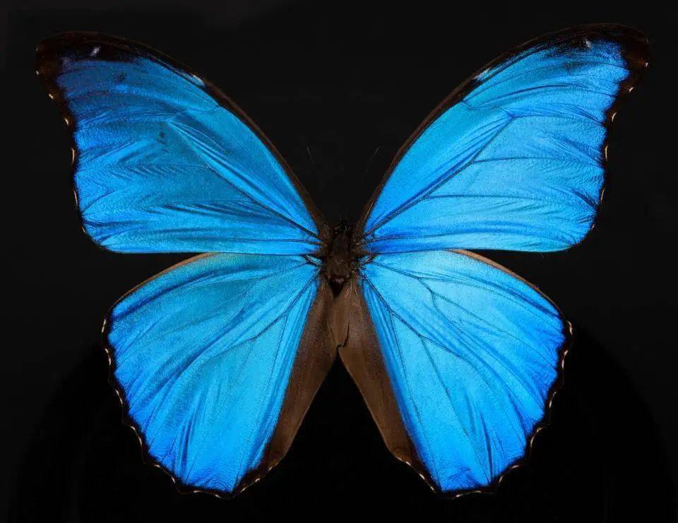 全身亮蓝色的昆虫图片
