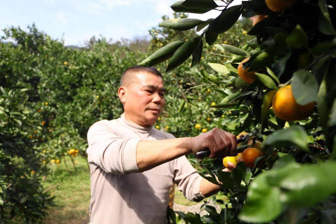 果农田茂权采摘金香橘