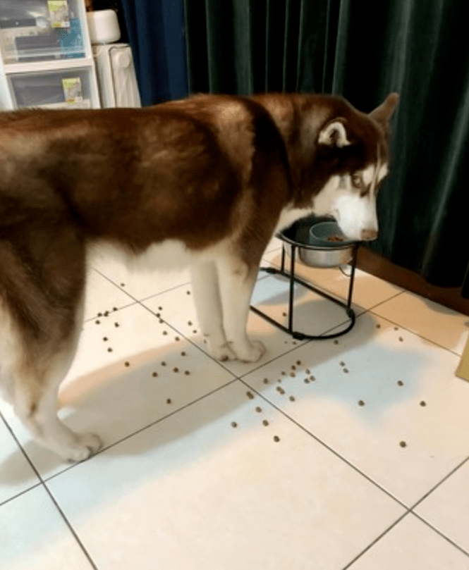 二哈挑食把狗粮洒了一地主人刚要训它结果怕了怕了