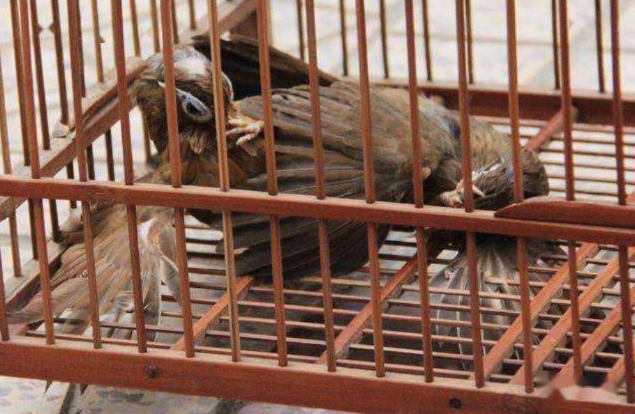 鸟友汇鸟友网欢迎大家关注