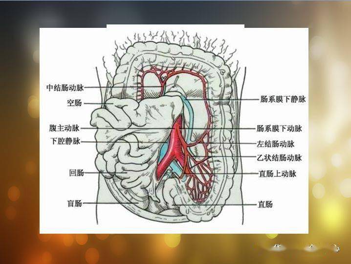 收藏丨全腹部高清ct圖譜,淋巴結綵色圖譜,血管解剖圖譜大彙總!_影像