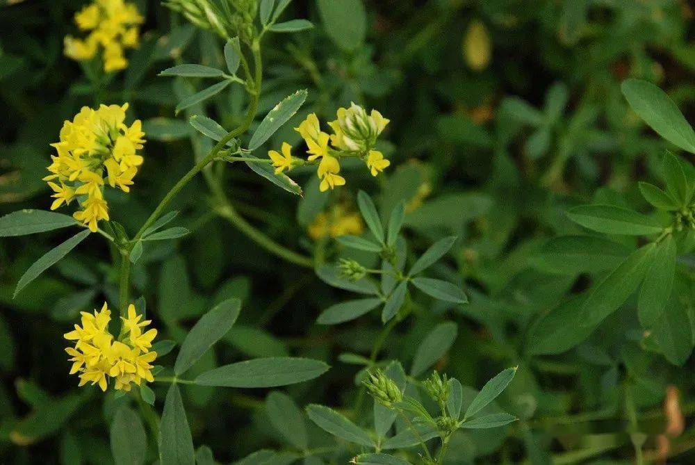 別名:野苜蓿;鐮莢苜蓿英文名:sickle alfalfa屬:苜蓿屬(medicagol.