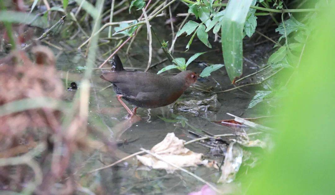 鸟讯| 深圳洪湖公园_田鸡