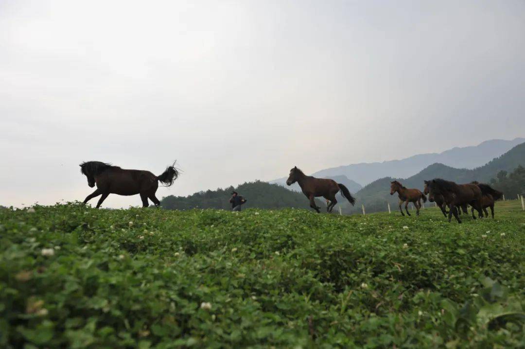 宁强马西南马的代表品种之一如今却濒临灭绝