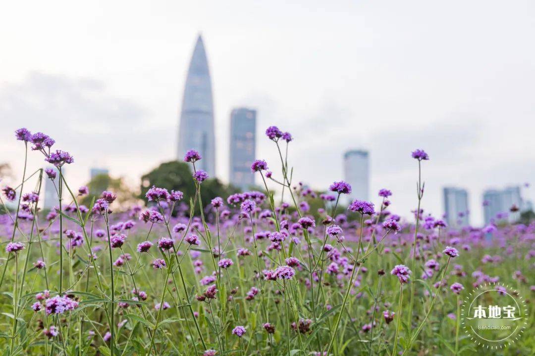 欢乐港湾萤火虫花海图片