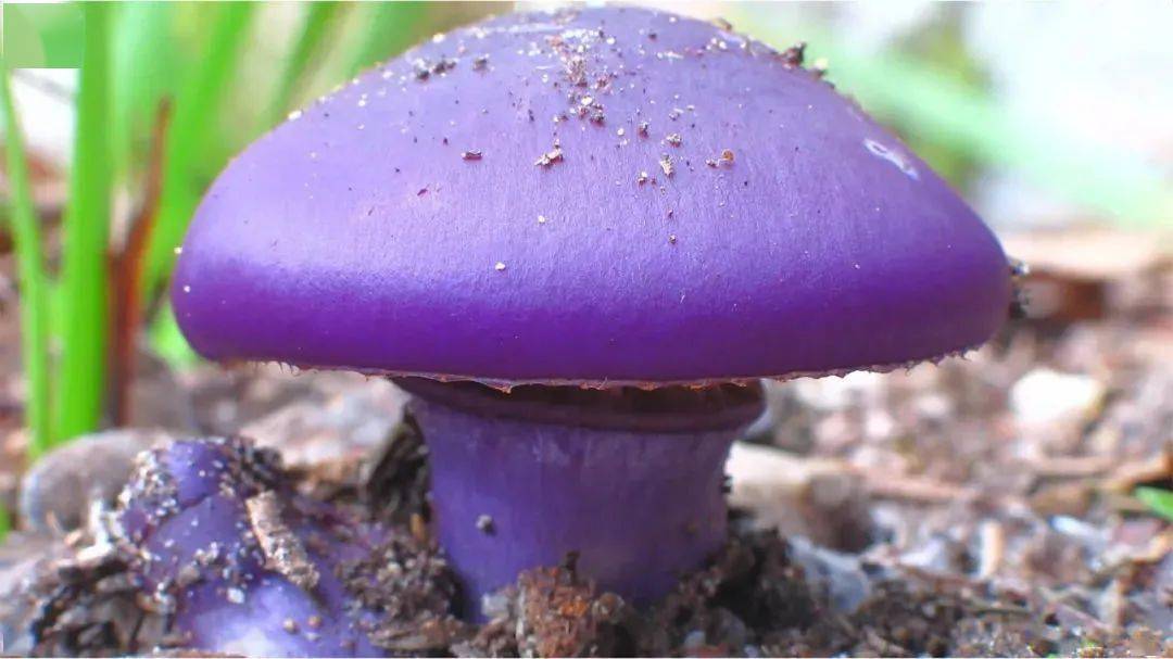 在大都会见识过各种东西的他很讶异被一朵小小的紫色蘑菇吸引了一次