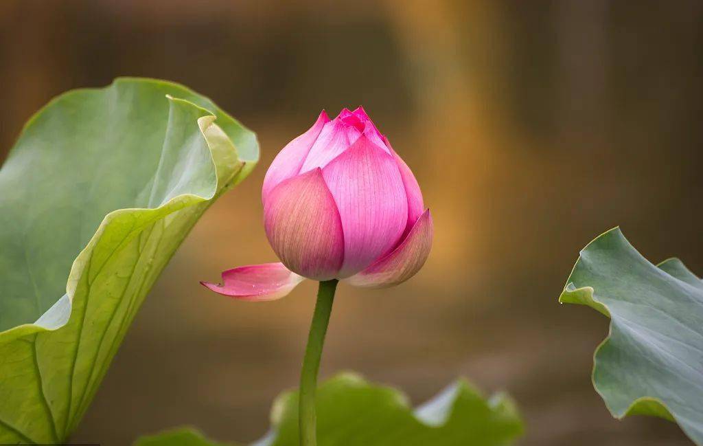 妙音:《三身莲》听佛音 增福慧_阿弥陀佛