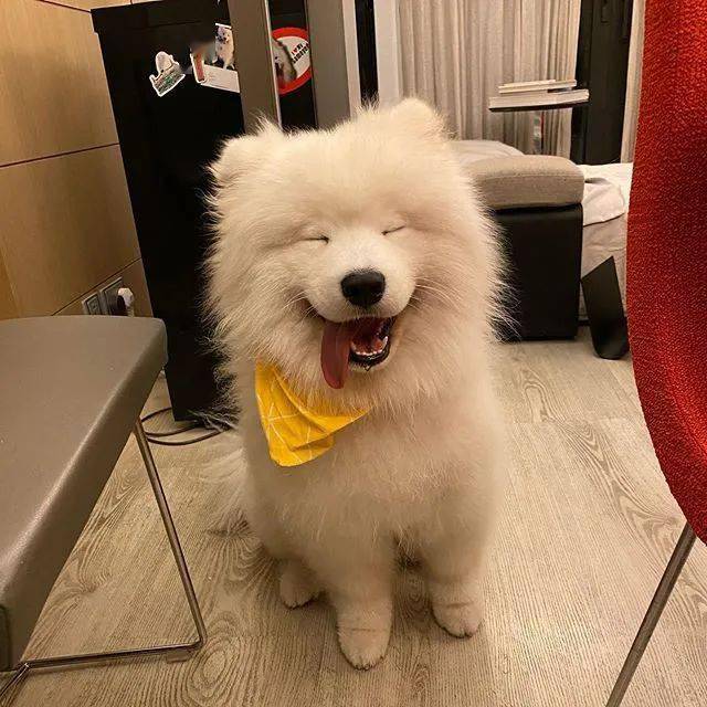 自从家里来了一只小萨摩,老大就十分不爽:经过我同意了吗?