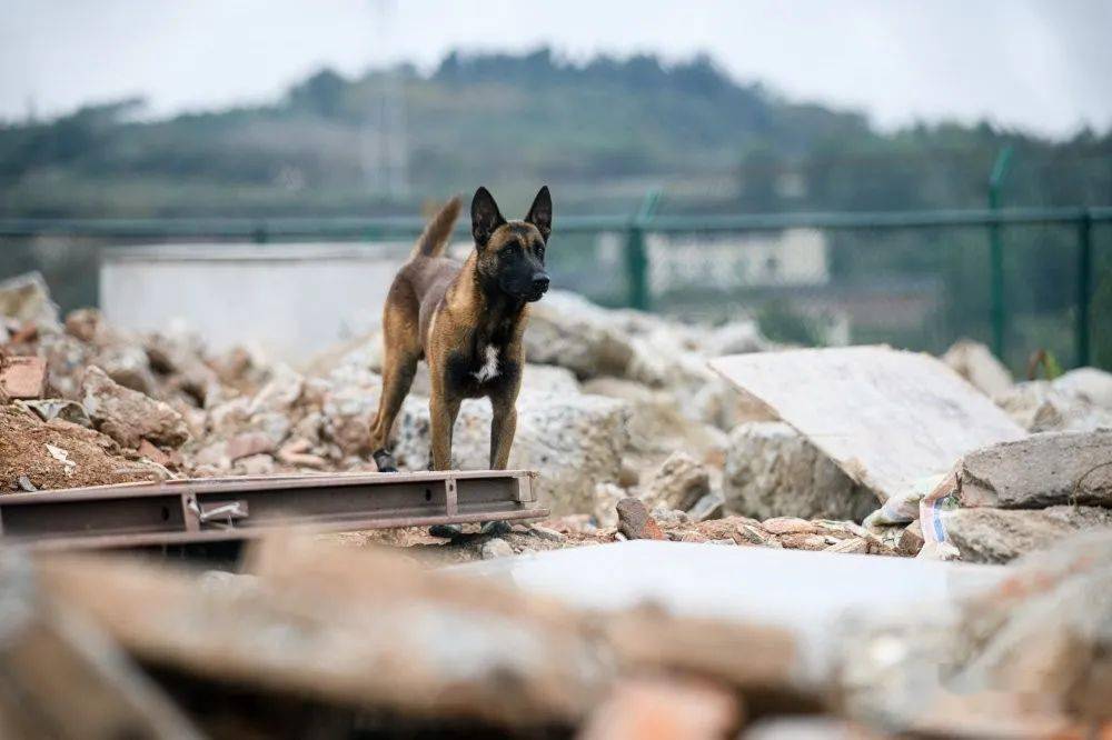 搜救犬比武系列報道2犬力出擊技能大比拼