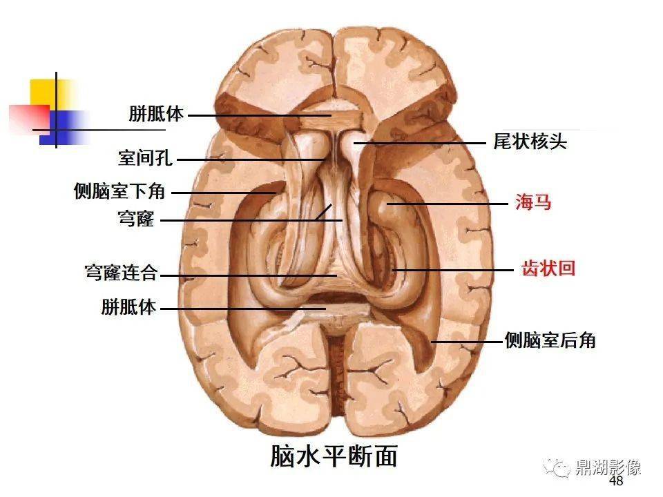 高清大脑解剖图谱