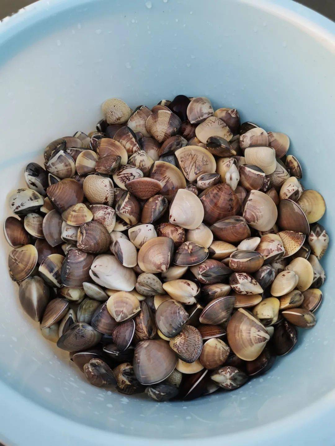 如果时间充裕,想体验赶海乐趣的,不妨可以试试自己动手去挖挖螺仔,还