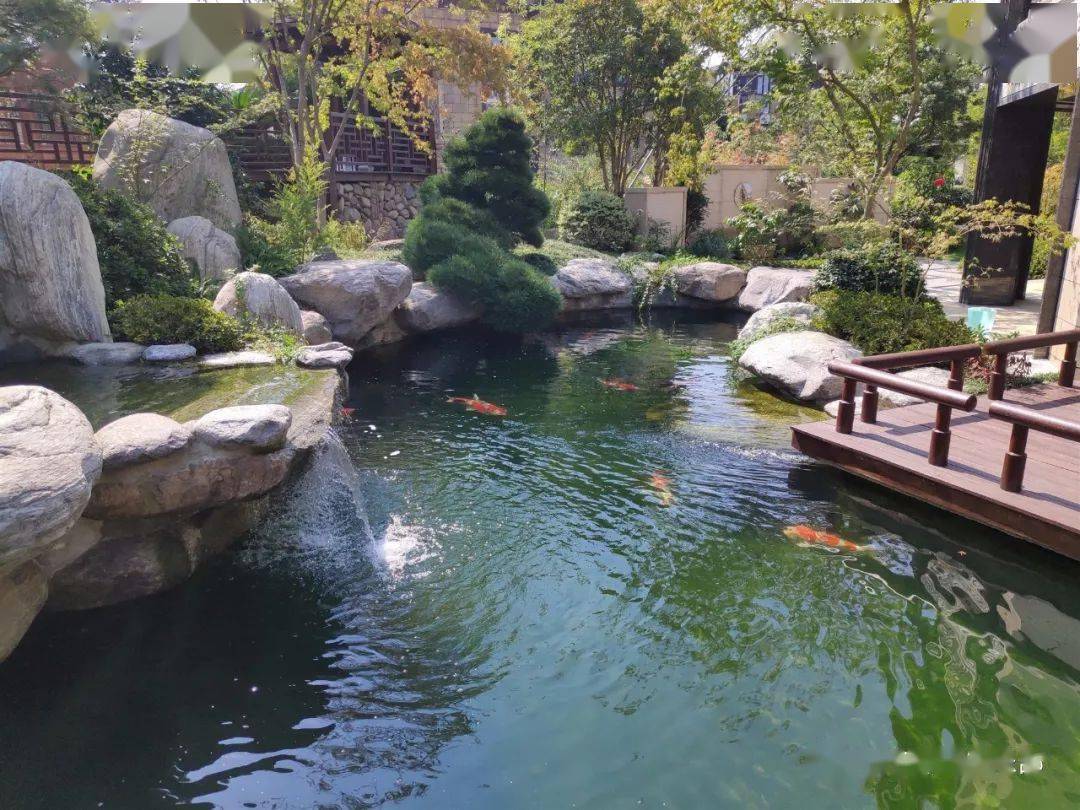 鱼池不一样的美