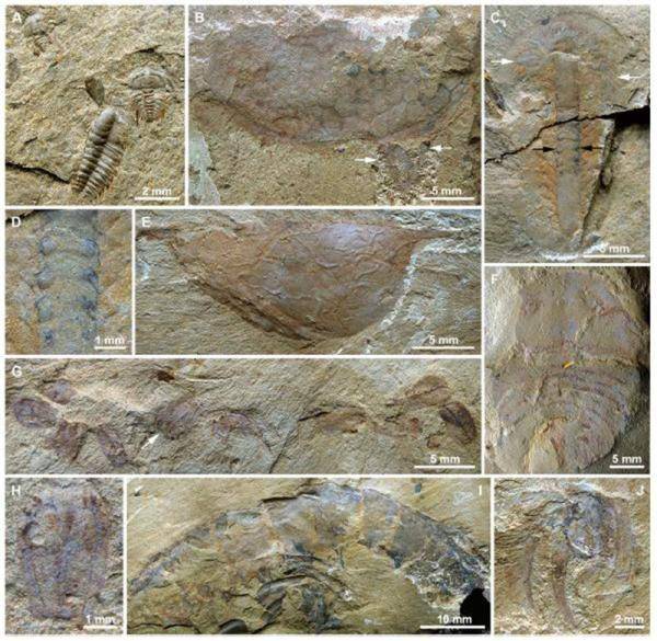 寒武纪大爆发新证据我国又发现一寒武纪早期精美化石库